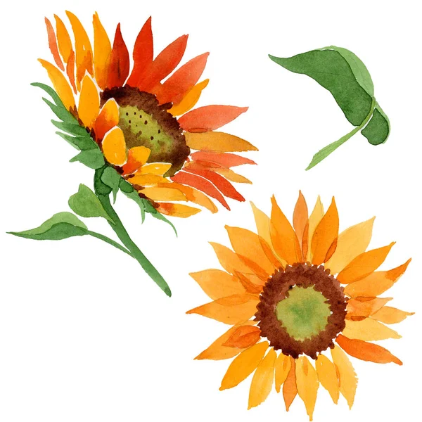 Akvarell Orange Solros Blomma Blommig Botaniska Blomma Isolerade Illustration Element — Stockfoto
