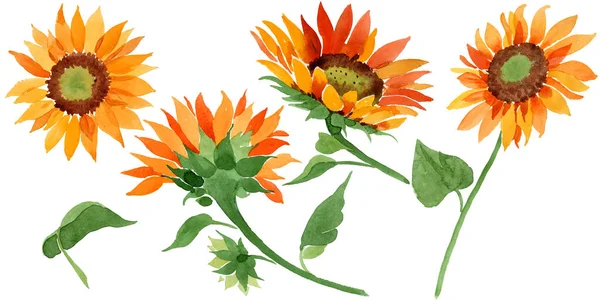 Aquarell Orange Sonnenblume Blume Blütenbotanische Blume Isoliertes Illustrationselement Aquarell Wildblume — Stockfoto