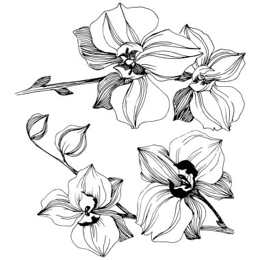 Vektör tropikal orkide çiçek. Botanik çiçek. İzole illüstrasyon öğesi. Arka plan, doku, sarıcı desen, çerçeve veya sınır vektör kır çiçeği.