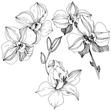 Vektör tropikal orkide çiçek. Botanik çiçek. İzole illüstrasyon öğesi. Arka plan, doku, sarıcı desen, çerçeve veya sınır vektör kır çiçeği.