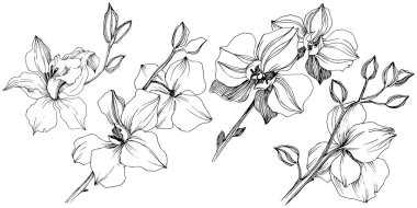 Vektör tropikal orkide çiçek. Botanik çiçek. İzole illüstrasyon öğesi. Arka plan, doku, sarıcı desen, çerçeve veya sınır vektör kır çiçeği.