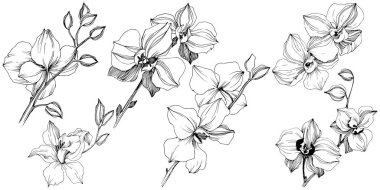 Vektör tropikal orkide çiçek. Botanik çiçek. İzole illüstrasyon öğesi. Arka plan, doku, sarıcı desen, çerçeve veya sınır vektör kır çiçeği.