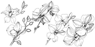 Vektör tropikal orkide çiçek. Botanik çiçek. İzole illüstrasyon öğesi. Arka plan, doku, sarıcı desen, çerçeve veya sınır vektör kır çiçeği.