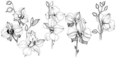 Vektör tropikal orkide çiçek. Botanik çiçek. İzole illüstrasyon öğesi. Arka plan, doku, sarıcı desen, çerçeve veya sınır vektör kır çiçeği.