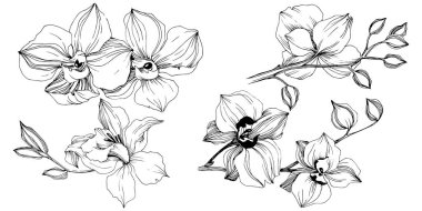 Vektör tropikal orkide çiçek. Botanik çiçek. İzole illüstrasyon öğesi. Arka plan, doku, sarıcı desen, çerçeve veya sınır vektör kır çiçeği.