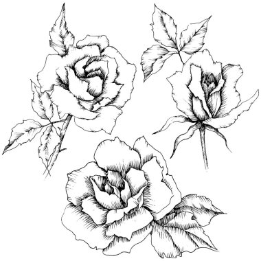 Gül çiçek bir vektör tarzda. İzole illüstrasyon öğesi. Bitki tam adı: gül. Arka plan, doku, sarıcı desen, çerçeve veya kenarlık için vektör çiçek.