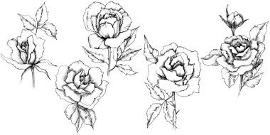 Gül çiçek bir vektör tarzda. İzole illüstrasyon öğesi. Bitki tam adı: gül. Arka plan, doku, sarıcı desen, çerçeve veya kenarlık için vektör çiçek.