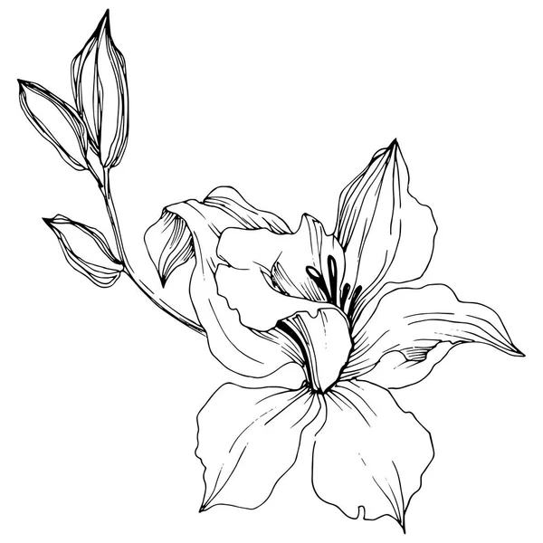 Vektor Tropisk Orkidé Blomma Blommig Botaniska Blomma Isolerade Illustration Element — Stock vektor