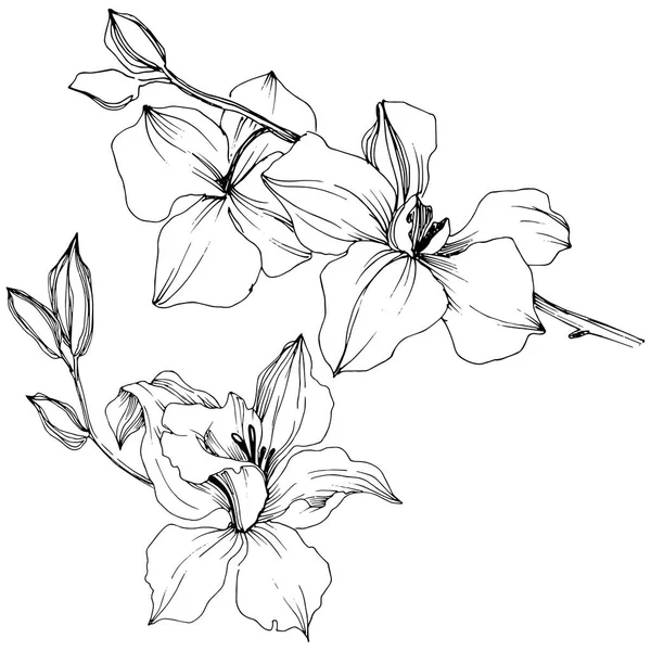 Vektor Tropische Orchideenblume Blütenbotanische Blume Isoliertes Illustrationselement Vektorwildblume Für Hintergrund — Stockvektor