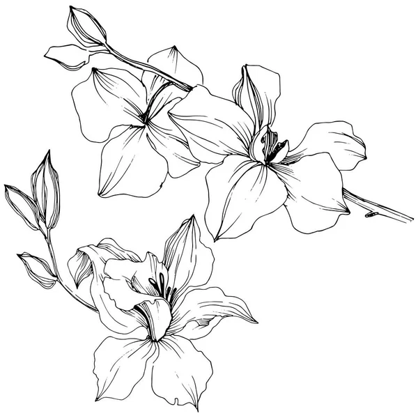 Vektor Tropisk Orkidé Blomma Blommig Botaniska Blomma Isolerade Illustration Element — Stock vektor