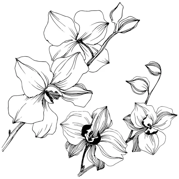 Vektor Tropisk Orkidé Blomma Blommig Botaniska Blomma Isolerade Illustration Element — Stock vektor