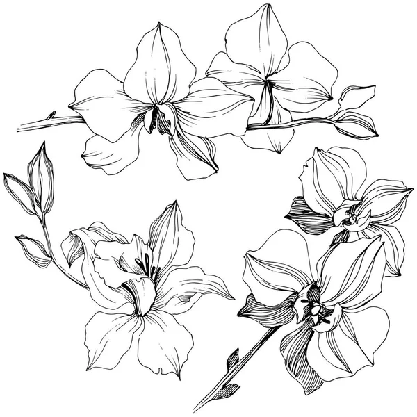 Vektor Tropisk Orkidé Blomma Blommig Botaniska Blomma Isolerade Illustration Element — Stock vektor