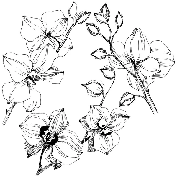 矢量热带兰花花 花卉植物花 独立的插图元素 包装图案 框架或边框的矢量野花 — 图库矢量图片