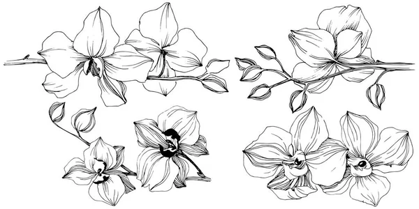Διάνυσμα Τροπικό Orchid Λουλούδι Floral Βοτανικό Λουλούδι Απομονωμένη Εικονογράφηση Στοιχείο — Διανυσματικό Αρχείο