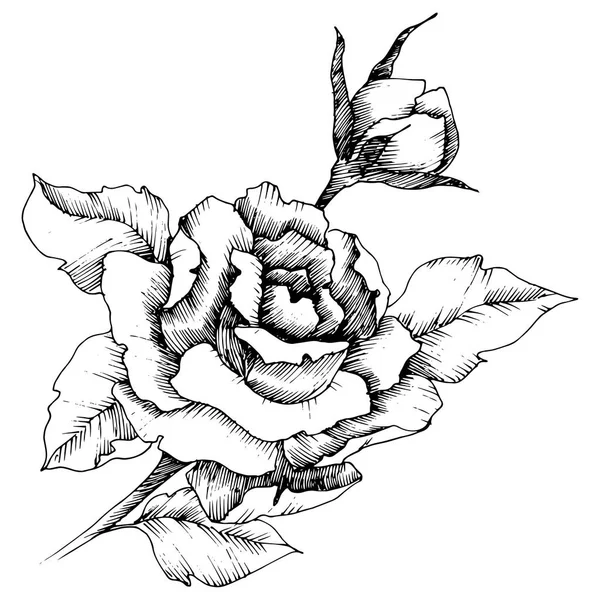 Rosa Fiore Stile Vettoriale Elemento Illustrazione Isolato Nome Completo Della — Vettoriale Stock