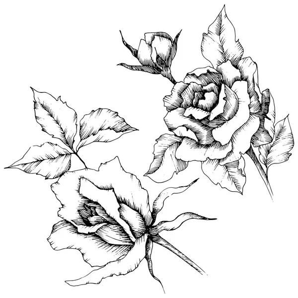 玫瑰花的矢量风格 独立的插图元素 植物的全名 包装图案 框架或边框的矢量花 — 图库矢量图片
