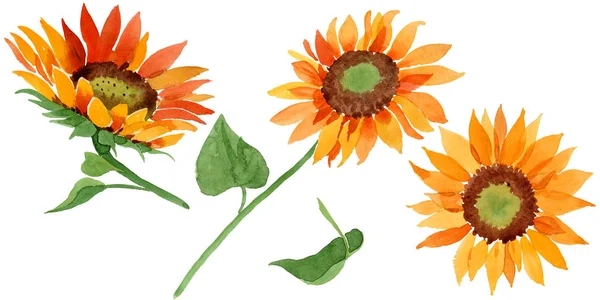 Fiore Girasole Arancione Acquerello Fiore Botanico Floreale Elemento Illustrazione Isolato — Foto Stock