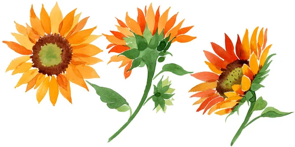 Aquarell Orange Sonnenblume Blume Blütenbotanische Blume Isoliertes Illustrationselement Aquarell Wildblume — Stockfoto