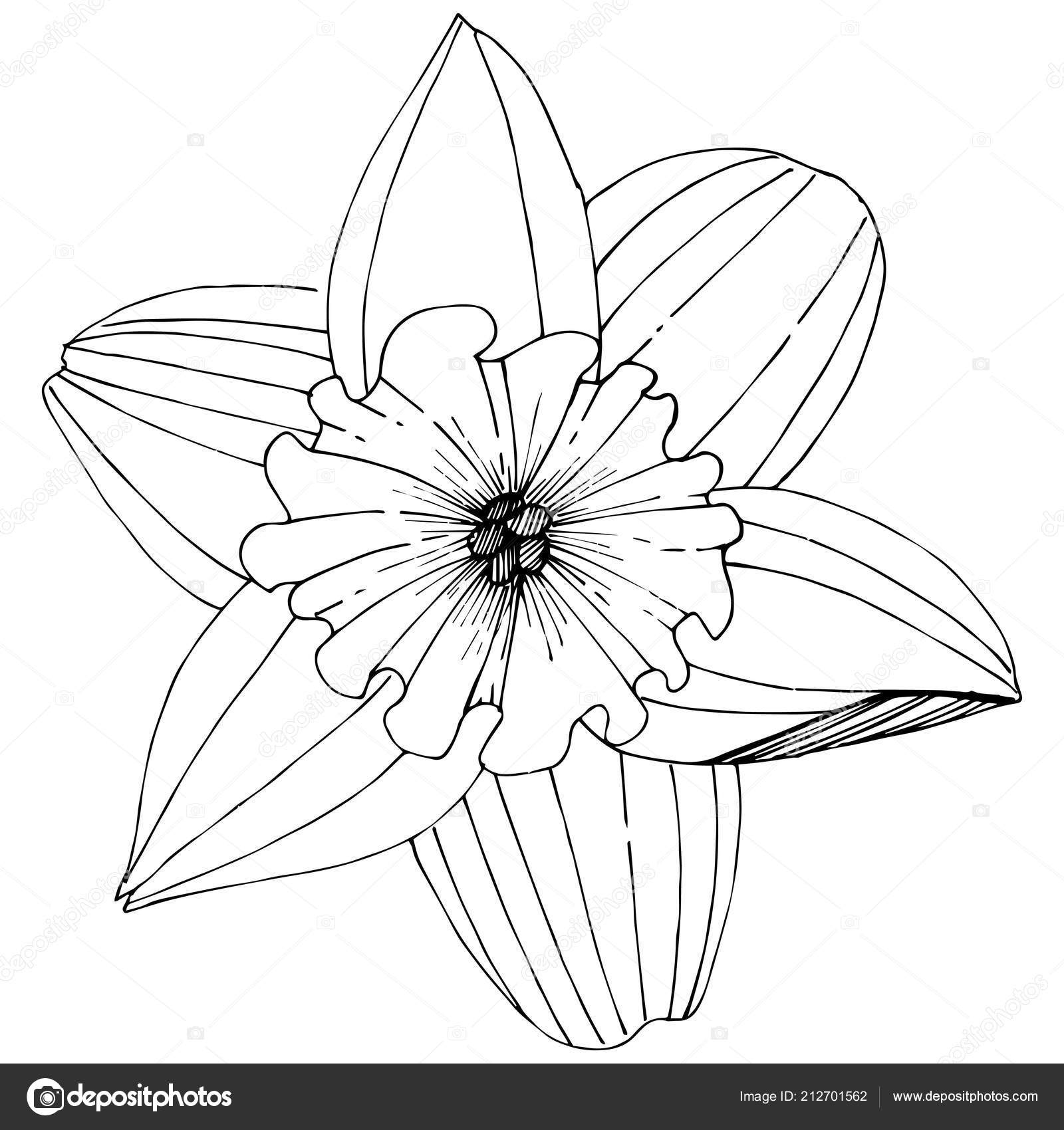 Narcisse Fleurs Sauvages Dans Un Style Vecteur Isolé