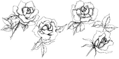 Gül çiçek bir vektör tarzda. İzole illüstrasyon öğesi. Bitki tam adı: gül. Arka plan, doku, sarıcı desen, çerçeve veya kenarlık için vektör çiçek.