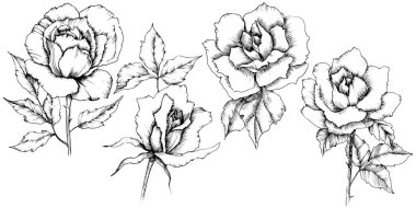 Gül çiçek bir vektör tarzda. İzole illüstrasyon öğesi. Bitki tam adı: gül. Arka plan, doku, sarıcı desen, çerçeve veya kenarlık için vektör çiçek.