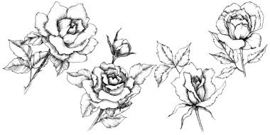 Gül çiçek bir vektör tarzda. İzole illüstrasyon öğesi. Bitki tam adı: gül. Arka plan, doku, sarıcı desen, çerçeve veya kenarlık için vektör çiçek.