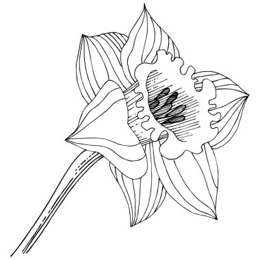 Bir vektör tarzda izole nergis kır çiçeği. İzole illüstrasyon öğesi. Bitki tam adı: nergis. Arka plan, doku, sarıcı desen, çerçeve veya kenarlık için vektör çiçek.