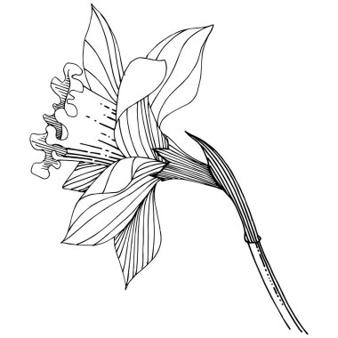 Bir vektör tarzda izole nergis kır çiçeği. İzole illüstrasyon öğesi.