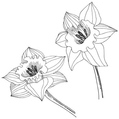 Bir vektör tarzda izole nergis kır çiçeği. İzole illüstrasyon öğesi.