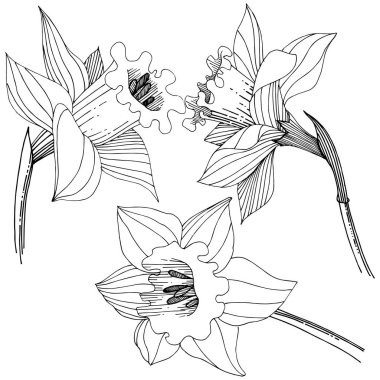 Bir vektör tarzda izole nergis kır çiçeği. İzole illüstrasyon öğesi.