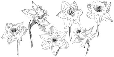 Bir vektör tarzda izole nergis kır çiçeği. İzole illüstrasyon öğesi.