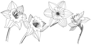 Bir vektör tarzda izole nergis kır çiçeği. İzole illüstrasyon öğesi.