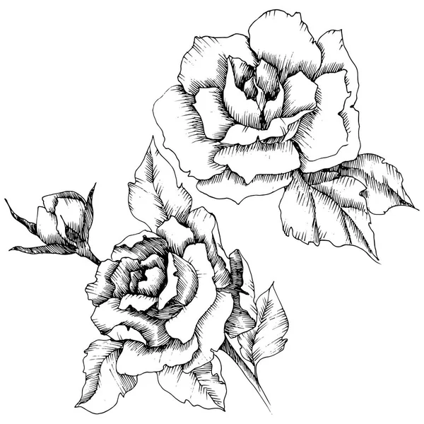 Rosenblüte Vektorstil Der Vollständige Name Der Pflanze Rose Vektorblume Für — Stockvektor