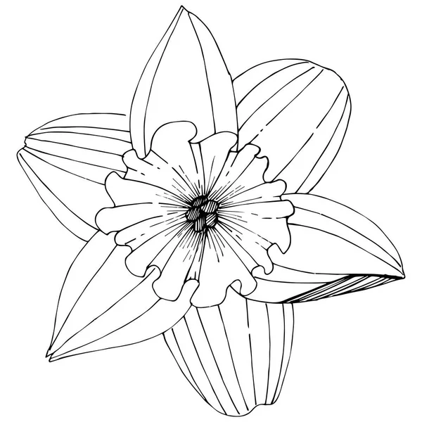Narcyz wildflower w stylu wektor na białym tle. Element ilustracja na białym tle. — Wektor stockowy