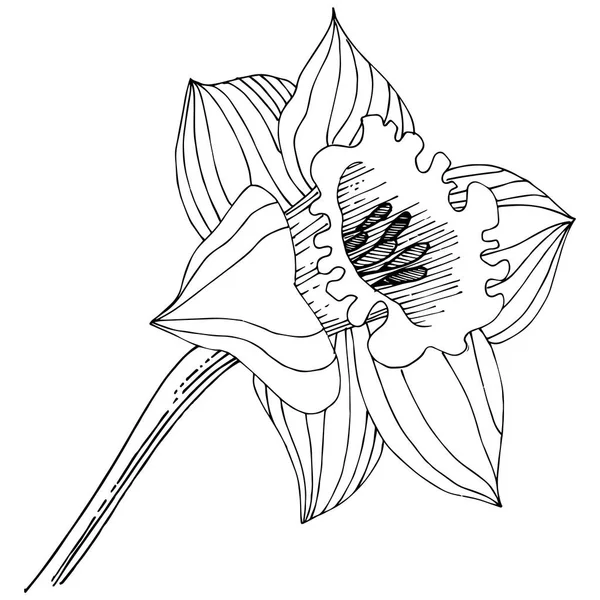 Narcissus Wildflower Stijl Van Een Vector Geïsoleerd Geïsoleerde Illustratie Element — Stockvector