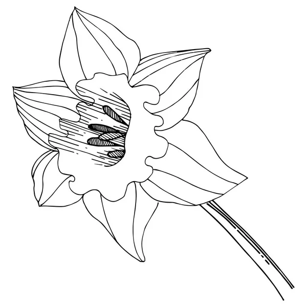 Bir vektör tarzda izole nergis kır çiçeği. İzole illüstrasyon öğesi. — Stok Vektör