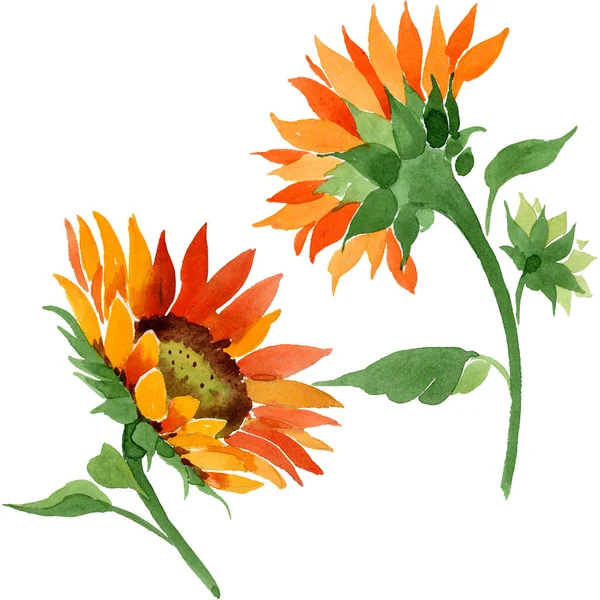 Fiore Girasole Arancione Acquerello Fiore Botanico Floreale Elemento Illustrazione Isolato — Foto Stock