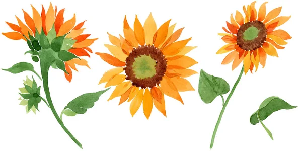 Aquarel Oranje Zonnebloem Bloem Floral Botanische Bloem Geïsoleerde Illustratie Element — Stockfoto