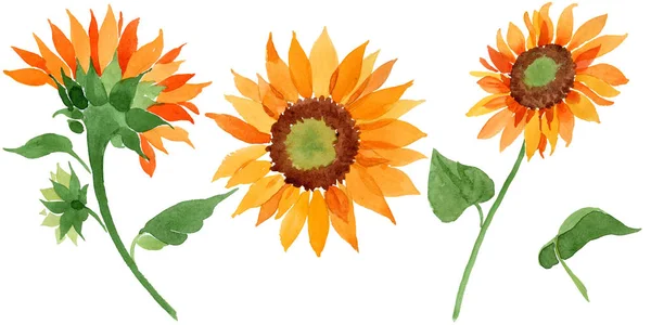 Akvarell Orange Solros Blomma Blommig Botaniska Blomma Isolerade Illustration Element — Stockfoto