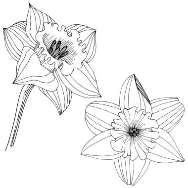 Bir vektör tarzda izole nergis kır çiçeği. İzole illüstrasyon öğesi. Bitki tam adı: nergis. Arka plan, doku, sarıcı desen, çerçeve veya kenarlık için vektör çiçek.