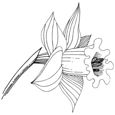 Bir vektör tarzda izole nergis kır çiçeği. İzole illüstrasyon öğesi. Bitki tam adı: nergis. Arka plan, doku, sarıcı desen, çerçeve veya kenarlık için vektör çiçek.