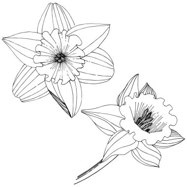 Bir vektör tarzda izole nergis kır çiçeği. İzole illüstrasyon öğesi. Bitki tam adı: nergis. Arka plan, doku, sarıcı desen, çerçeve veya kenarlık için vektör çiçek.