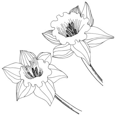 Bir vektör tarzda izole nergis kır çiçeği. İzole illüstrasyon öğesi. Bitki tam adı: nergis. Arka plan, doku, sarıcı desen, çerçeve veya kenarlık için vektör çiçek.