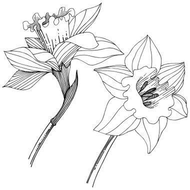 Bir vektör tarzda izole nergis kır çiçeği. İzole illüstrasyon öğesi. Bitki tam adı: nergis. Arka plan, doku, sarıcı desen, çerçeve veya kenarlık için vektör çiçek.