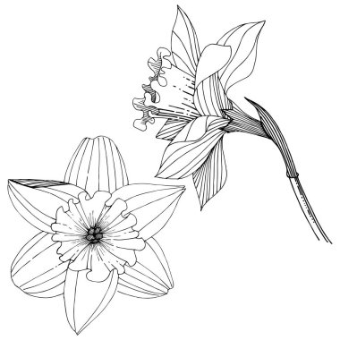 Bir vektör tarzda izole nergis kır çiçeği. İzole illüstrasyon öğesi. Bitki tam adı: nergis. Arka plan, doku, sarıcı desen, çerçeve veya kenarlık için vektör çiçek.