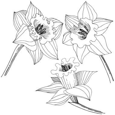 Bir vektör tarzda izole nergis kır çiçeği. İzole illüstrasyon öğesi. Bitki tam adı: nergis. Arka plan, doku, sarıcı desen, çerçeve veya kenarlık için vektör çiçek.