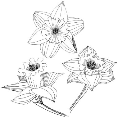 Bir vektör tarzda izole nergis kır çiçeği. İzole illüstrasyon öğesi. Bitki tam adı: nergis. Arka plan, doku, sarıcı desen, çerçeve veya kenarlık için vektör çiçek.