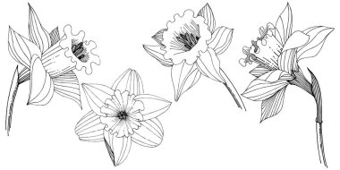 Bir vektör tarzda izole nergis kır çiçeği. İzole illüstrasyon öğesi. Bitki tam adı: nergis. Arka plan, doku, sarıcı desen, çerçeve veya kenarlık için vektör çiçek.