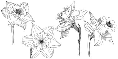 Bir vektör tarzda izole nergis kır çiçeği. İzole illüstrasyon öğesi. Bitki tam adı: nergis. Arka plan, doku, sarıcı desen, çerçeve veya kenarlık için vektör çiçek.