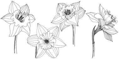 Bir vektör tarzda izole nergis kır çiçeği. İzole illüstrasyon öğesi. Bitki tam adı: nergis. Arka plan, doku, sarıcı desen, çerçeve veya kenarlık için vektör çiçek.